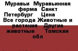 Муравьи, Муравьинная ферма. Санкт-Петербург. › Цена ­ 550 - Все города Животные и растения » Другие животные   . Томская обл.